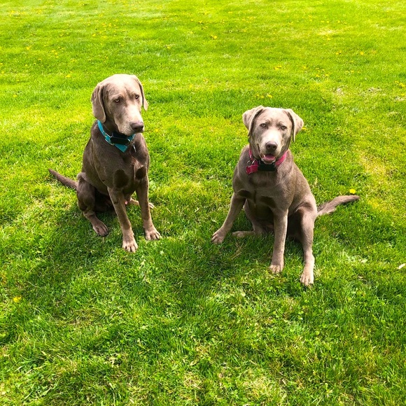 Meet your Posher, Nadine - Picture 2 of 2